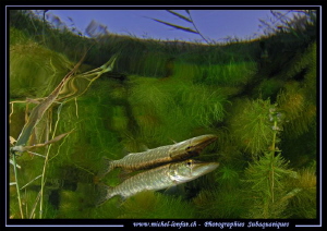 Young Pike Fish Reflection II.... by Michel Lonfat 